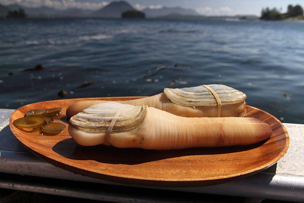 象拔蚌其实是蛏子的远亲,图片来自geoduck.
