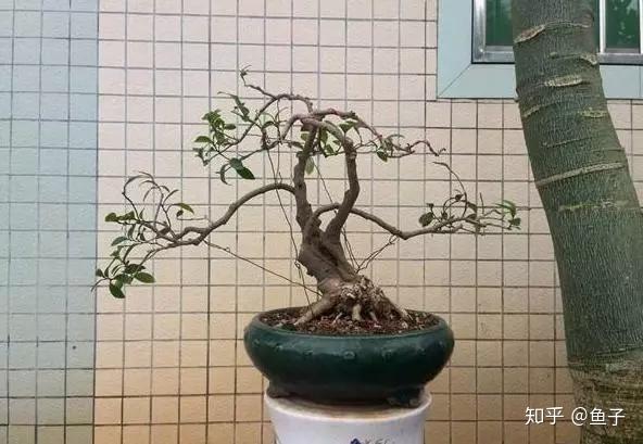 含笑花的鉴赏与养护管理 - 知乎