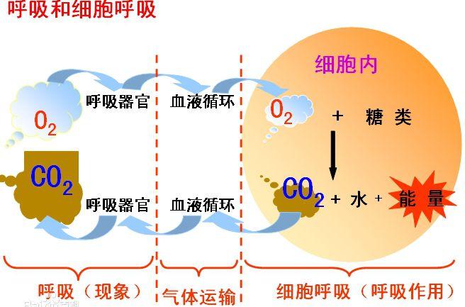 生物呼吸是否符合质量守恒定律