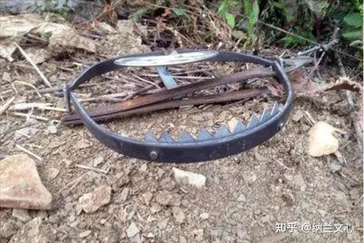 7年前云南农民家中羊被咬死兄弟俩怒杀大熊猫如今怎么样了