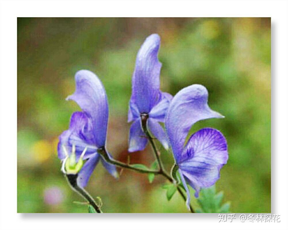 5月19日的生辰花附子花