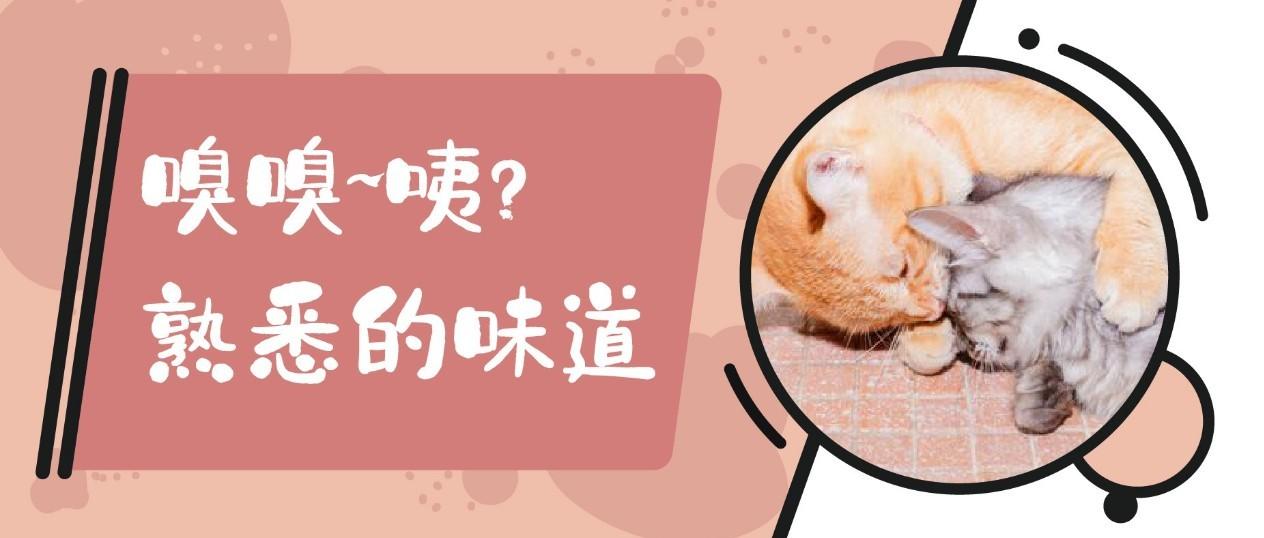 每只猫味道都不同 我们沉迷吸猫时 吸的到底是什么 知乎