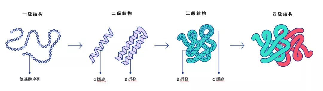 肽链折叠图片