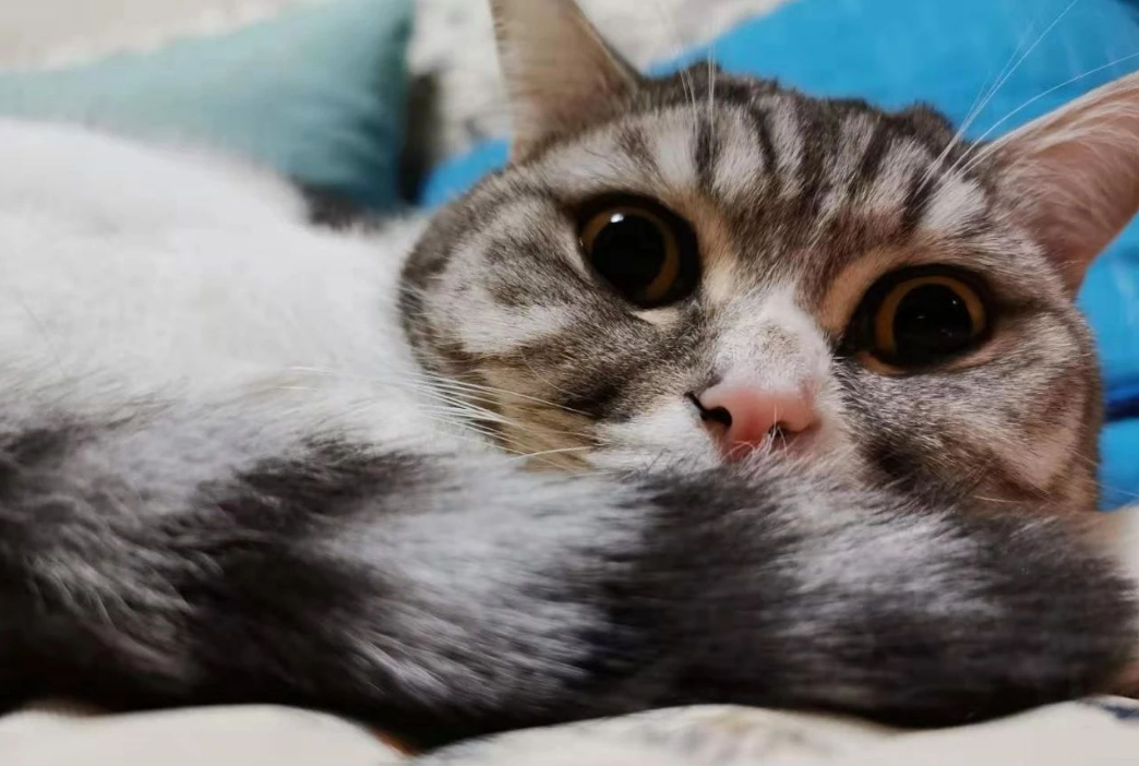 猫咪怎么做体检 v2-abe76e31009fa05278cb704c8883171f_1440w.jpg?source=172ae18b