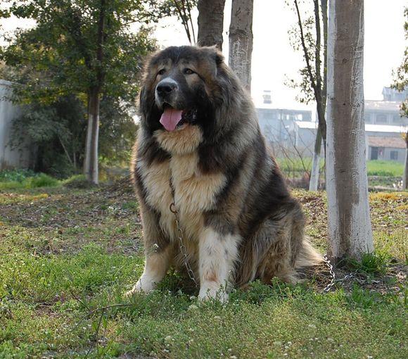 高加索犬性格大揭秘