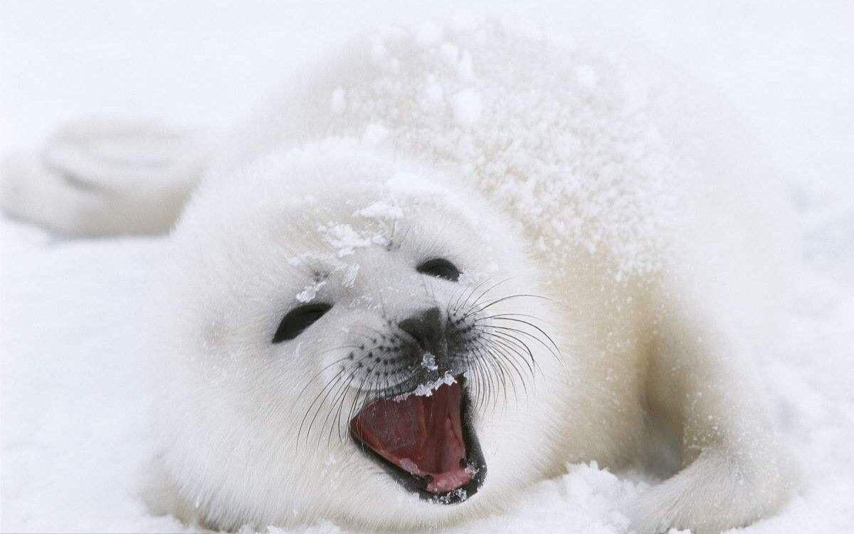 当然是竖琴海豹!   显示全部