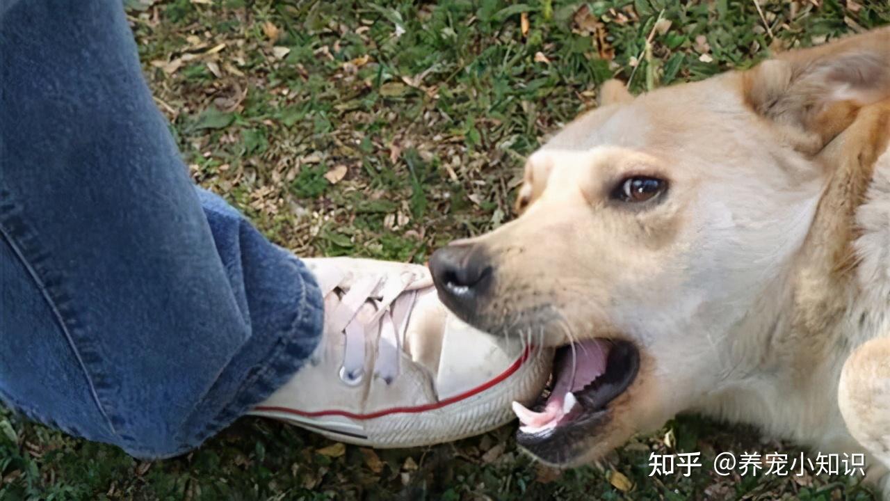 很多狗狗都喜欢咬主人的鞋子,这其实也是它关心主人的表现.