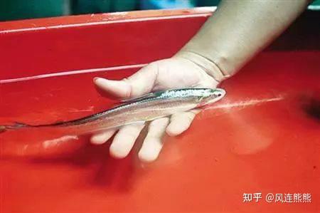 （81）丨刀鲚 - 知乎