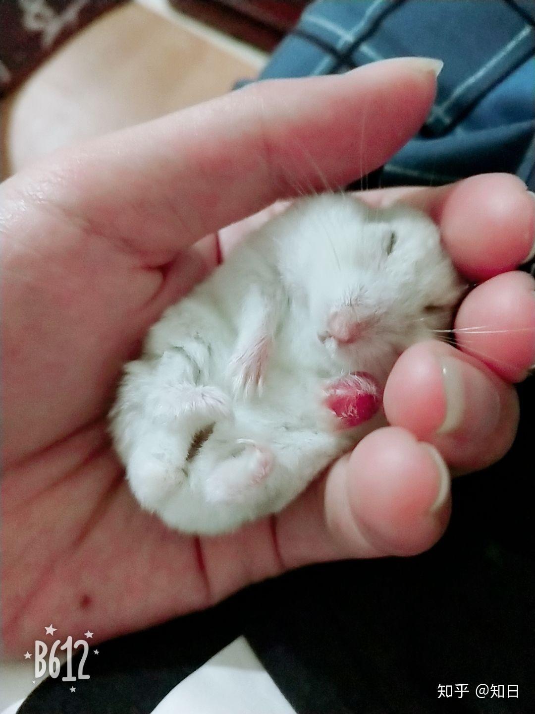 第一次提问紧急求问仓鼠的爪子肿了不是外力原因求宠物专家或者有经验