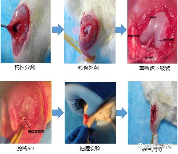 大鼠骨关节炎模型