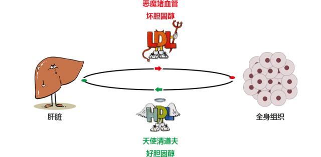 血脂有问题,是“大事”还是“小事”? - 知乎
