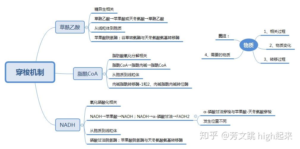 nadh穿梭2,脂酰coa穿梭1,草酰乙酸穿梭二,穿梭機制·11,核糖體循環10