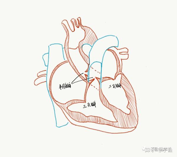 心肌横切面手绘图片