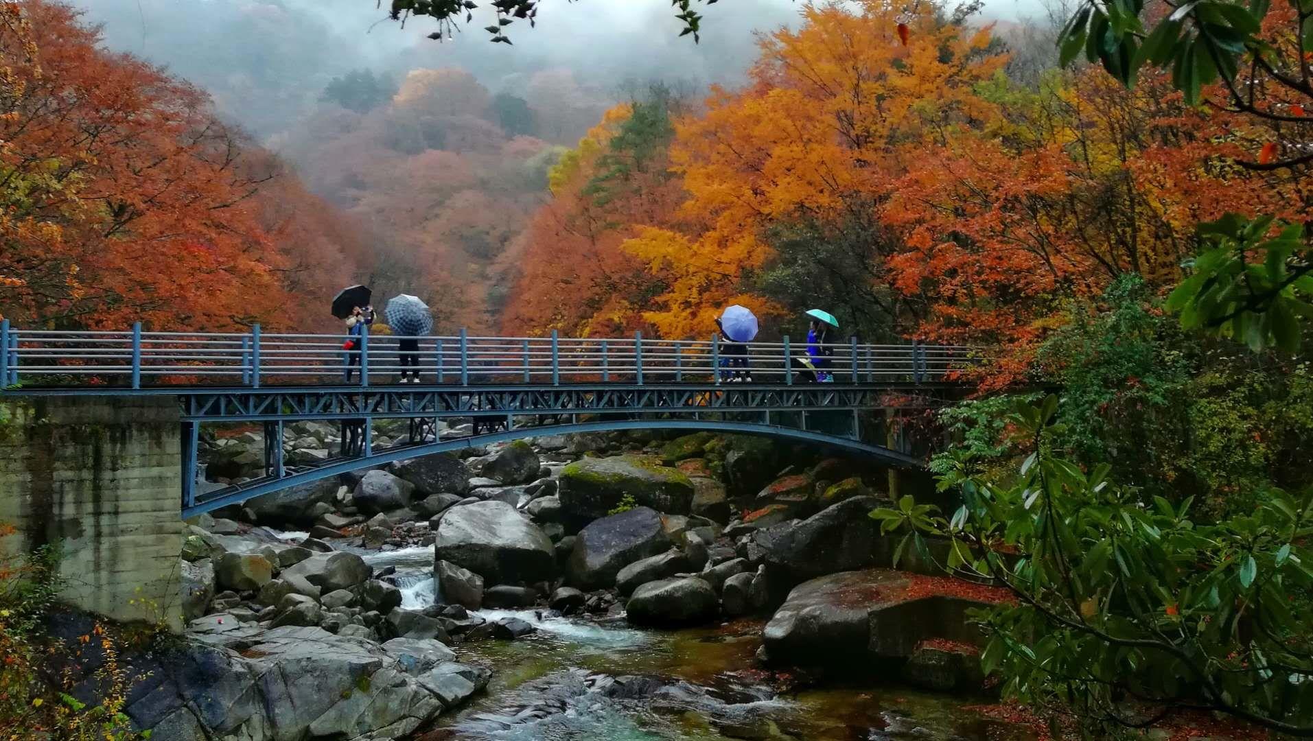 光雾山赏秋最全指南!带你领略“中国红叶第一山”的红叶盛宴