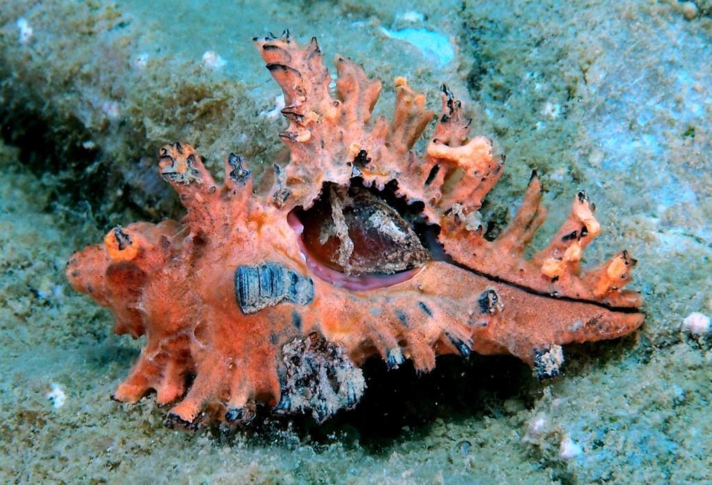 浪海拾贝玫瑰千手螺