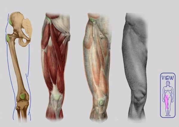 人体肌肉讲解来了 下篇 多图预警 知乎