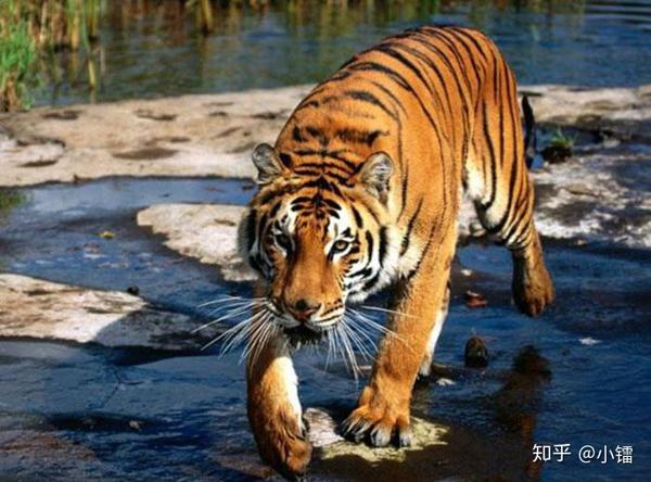1989年,里海虎被宣布灭绝