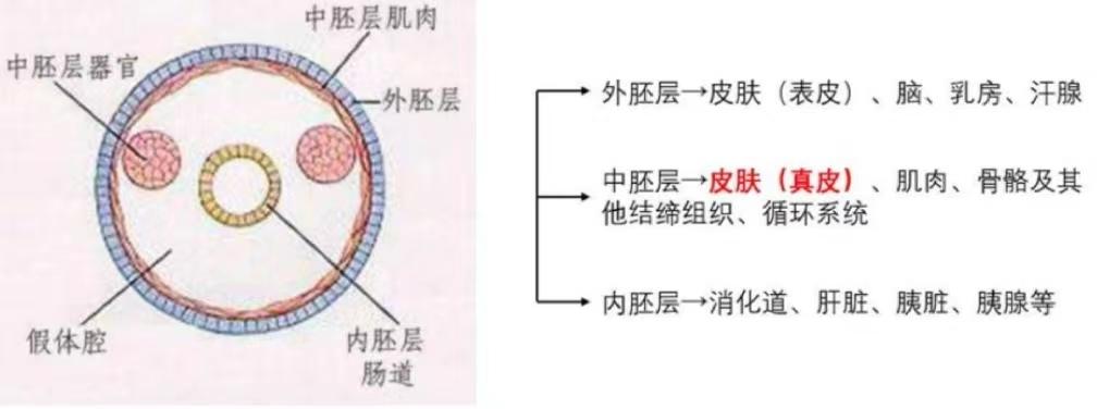 中胚层是在胚胎发育过程中,处在外胚层和内胚层之间的细胞层