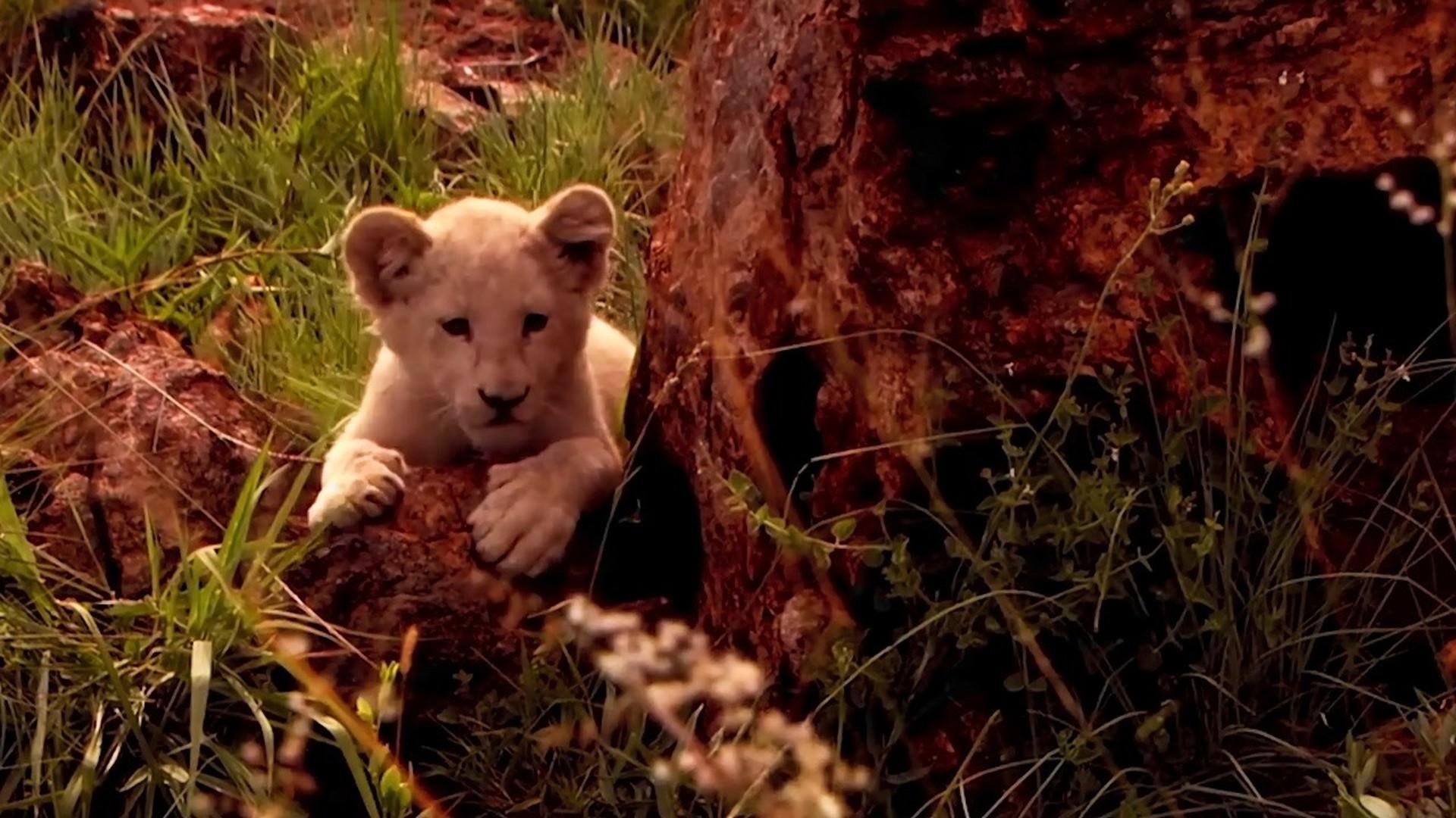 1996美国惊悚片黑夜幽灵主角竟是一种动物