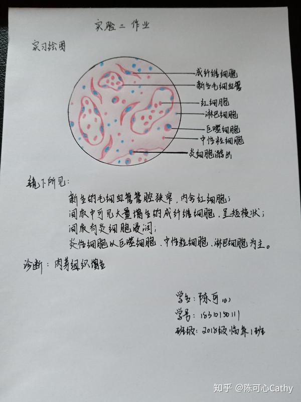 病理学红蓝铅笔绘图实验作业