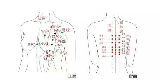 胸上经络图片图片