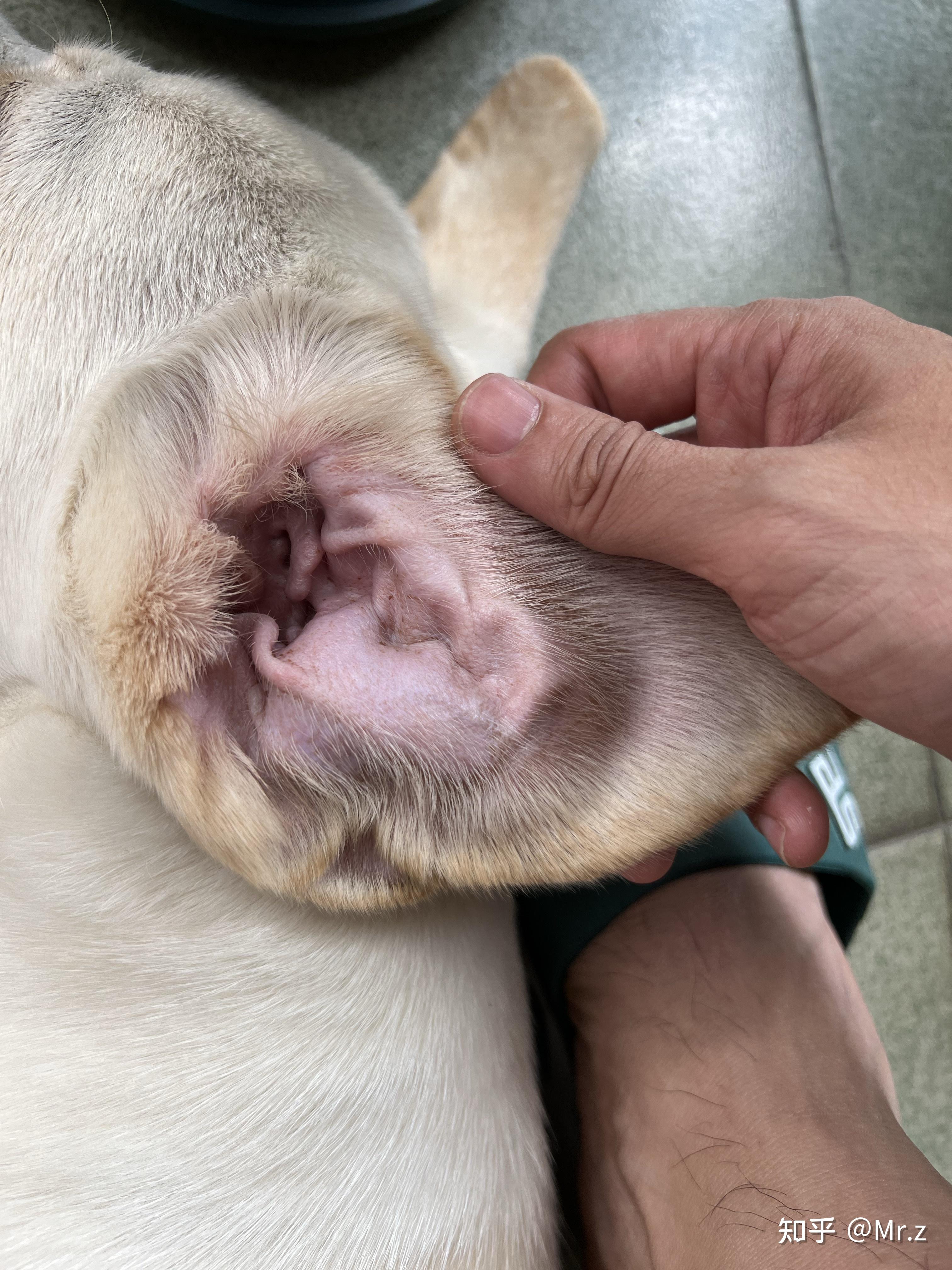 狗狗耳血肿自家疗法