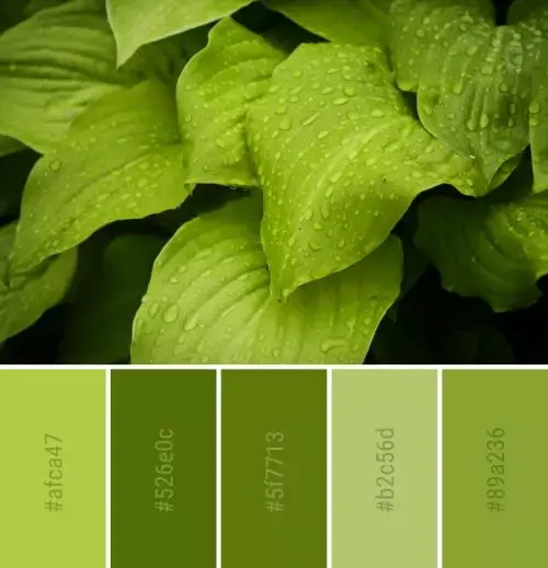 分享一组优雅柔和的配色方案,值得收藏