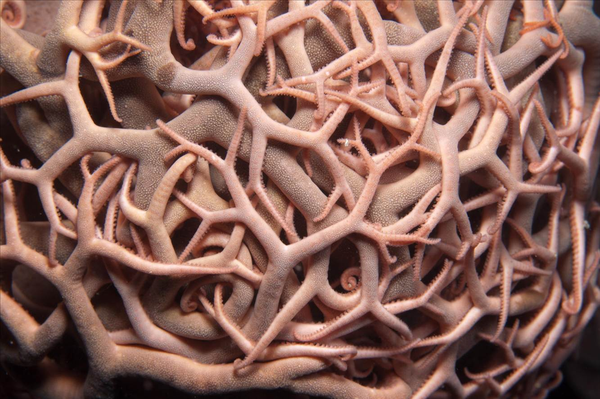 白天的时候,筐蛇尾的腕还会闭合起来,更像外星生物.