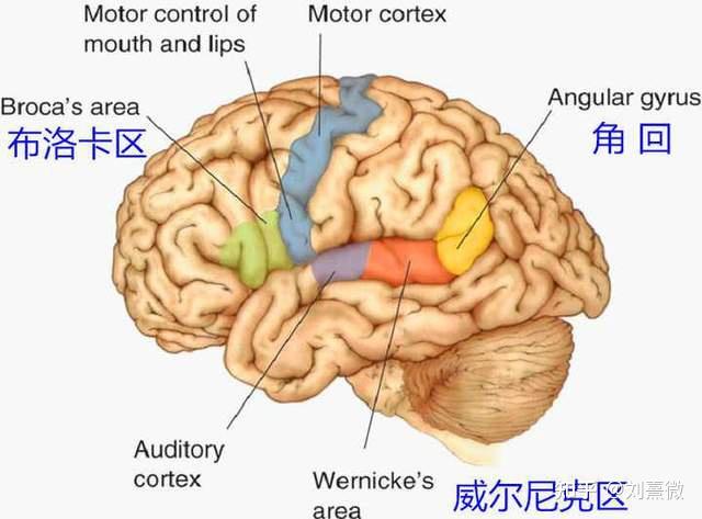 言语活动的中枢机制「心理学了26」 - 知乎