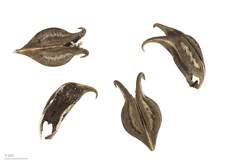 【植物界全系列】唇形目—角胡麻科 - 知乎