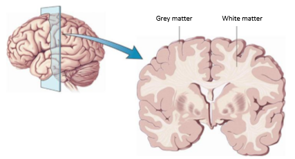「脑回路」是什么生理结构?