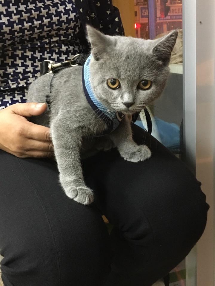 如何能控制住自己晒猫的欲望? - 葱大头的回答