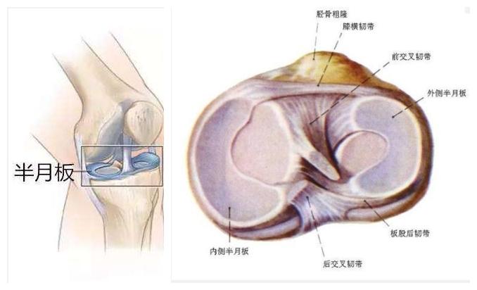 膝关节解剖结构略知一二