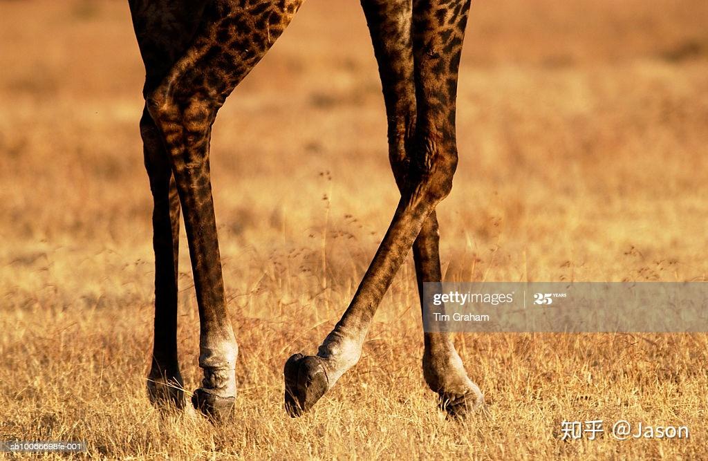 自然界动物四肢演化的背后故事文末有福利