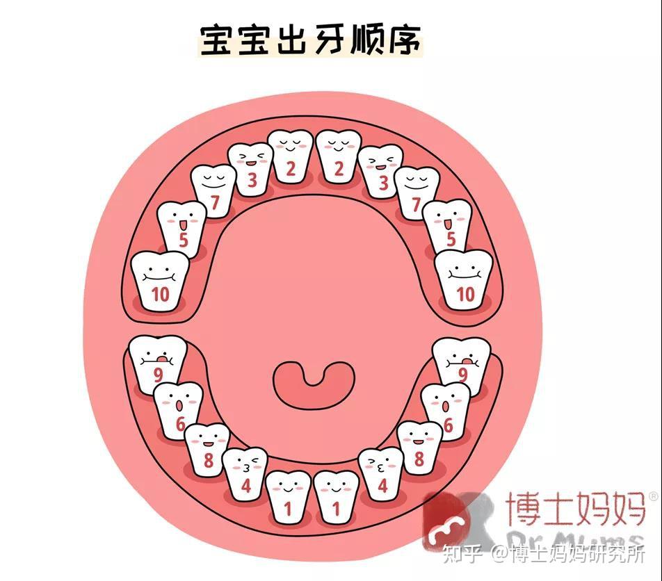 寶寶的出牙順序?