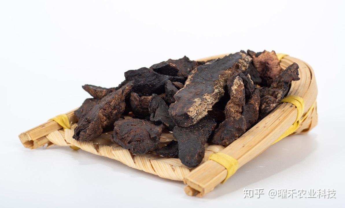地黄内幕:生地黄与熟地黄有什么差异? - 知乎