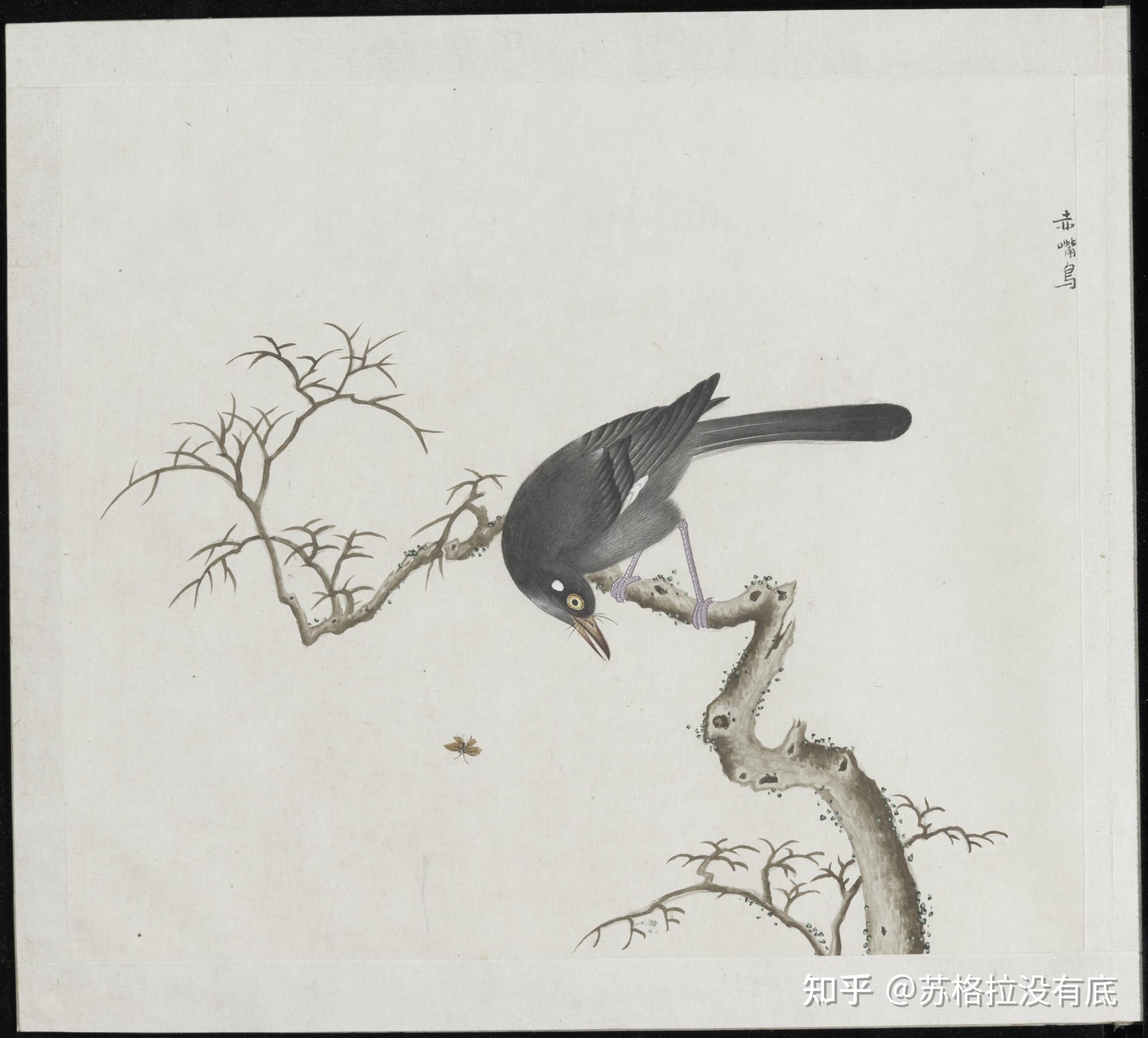 各样花草鱼鸟虫图册——各样鸟雀图册 - 知乎