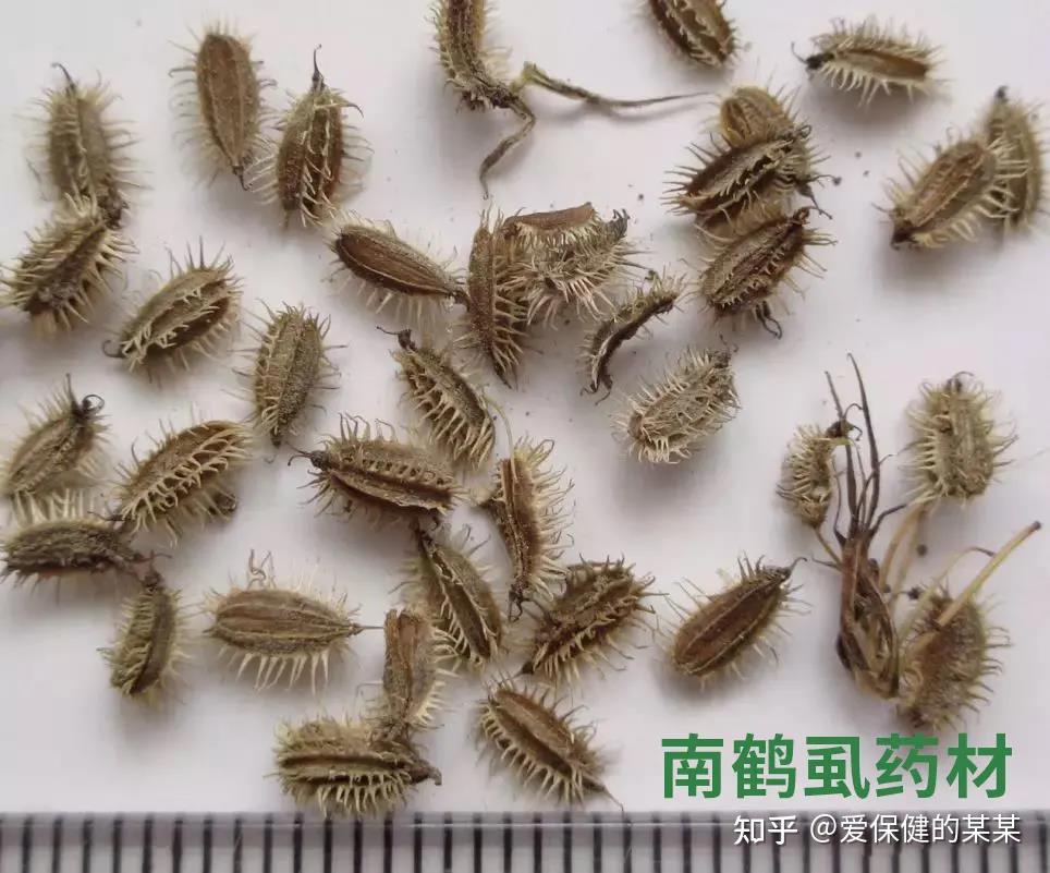 一起来看常见驱虫药——鹤虱（附鉴别用药） 知乎 