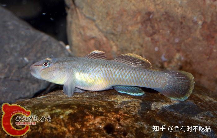 中国原生鱼吻虾虎鱼图鉴