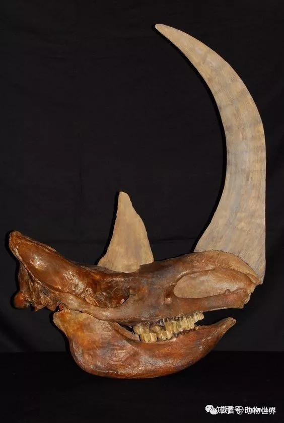 远古巨兽披毛犀