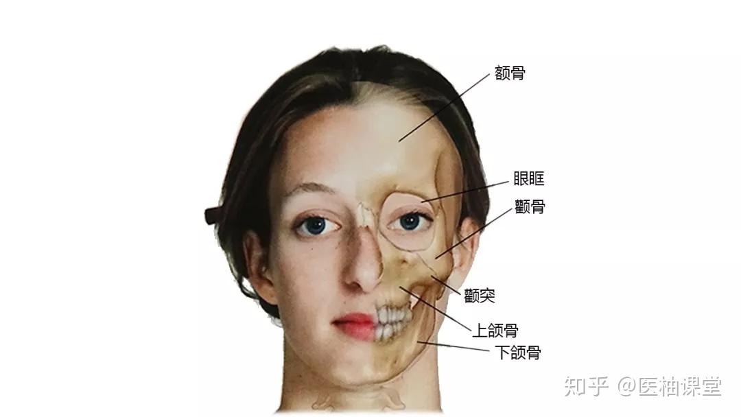 27张高清解剖图带你认识头、面、颈部骨骼及肌肉名称! - 知乎