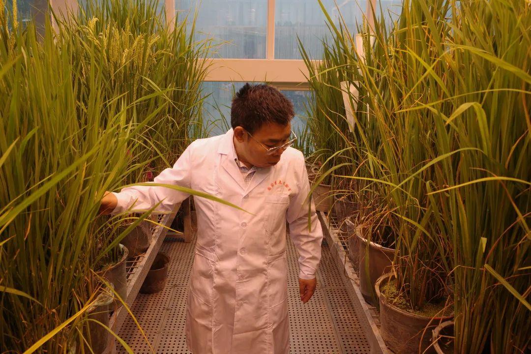 陈学伟努力寻找对抗稻瘟的那把尺