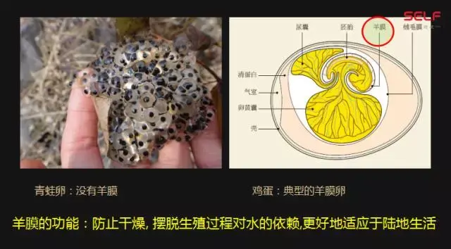 武汉市省第一例借卵做试管婴儿在哪里做的