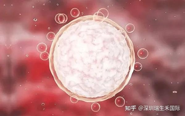 如何养出优质卵泡?这5点一定要做到! - 知乎