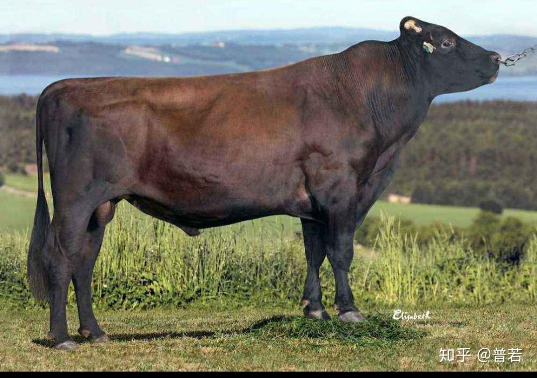 带你见识世界名优牛种