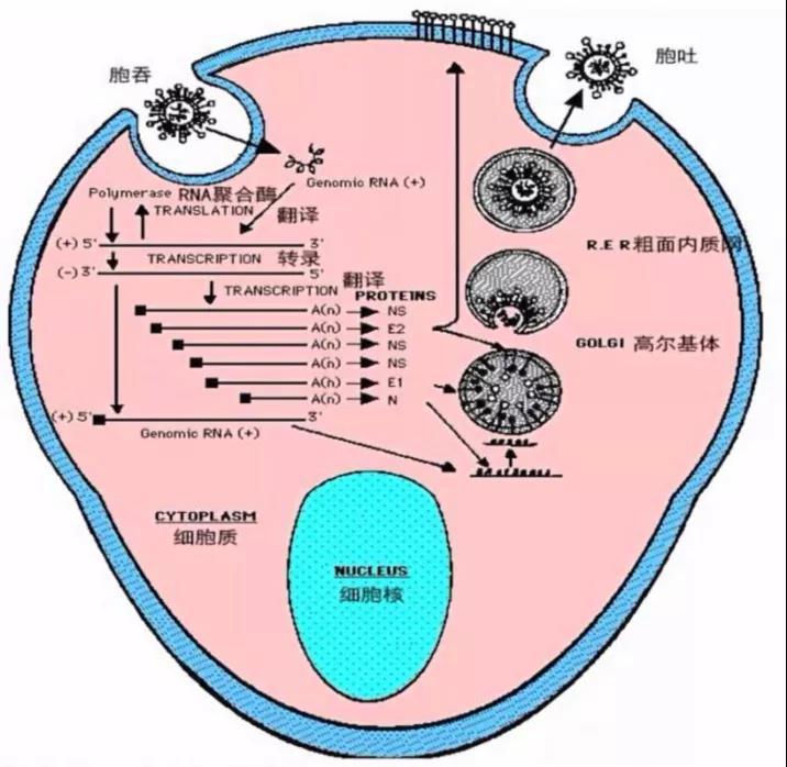 該病毒進入人體細胞的方式通常為 .a.被動擴散運輸b.膜融合或胞吞c.