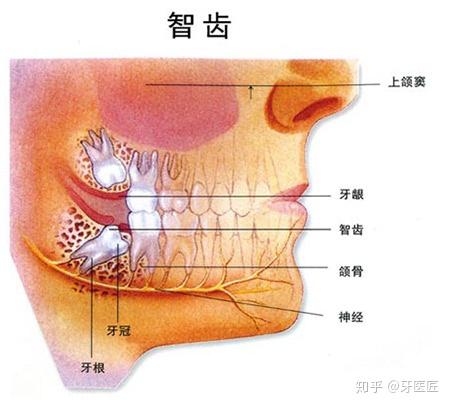 臼齿的位置图片 部位图片