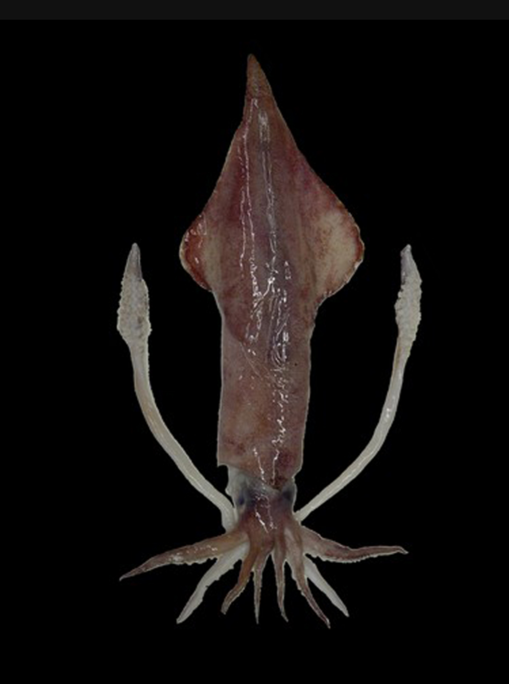 头足纲小传12外传1铁板辣炒为传教献身的使徒们上