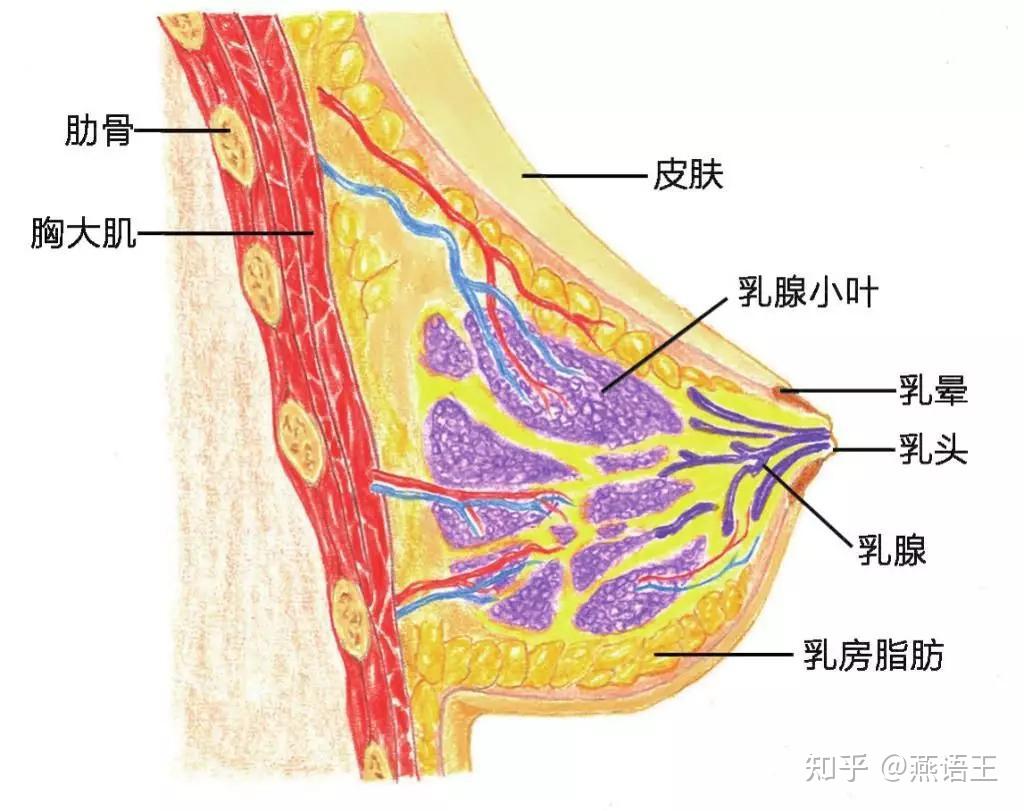 乳房悬韧带提升图片