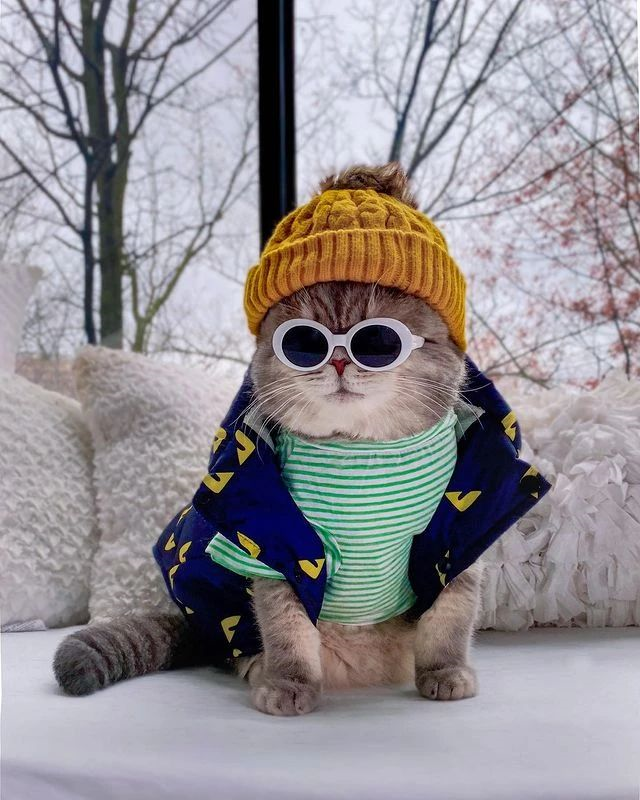全世界最时尚的猫又飒又酷潮出圈网友喵界吴亦凡